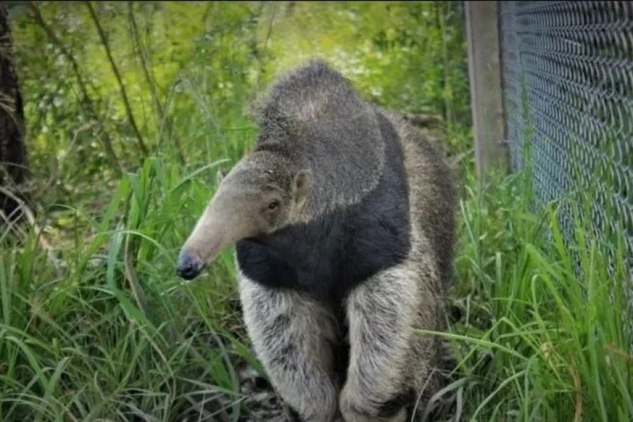 El oso hormiguero marcó el camino de la reintroducción de especies en el Iberá