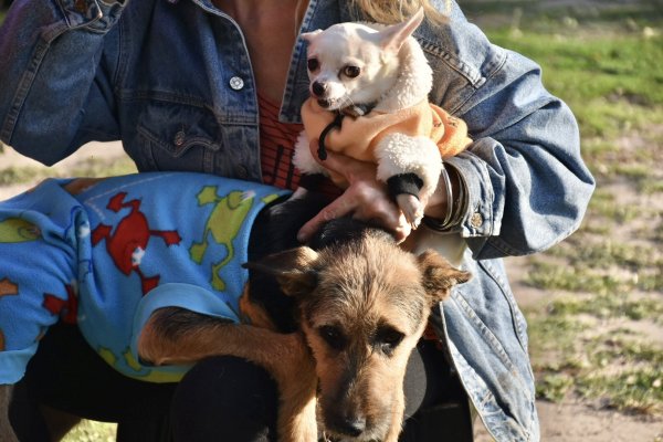  Primera Feria Municipal por el “Día del Animal”