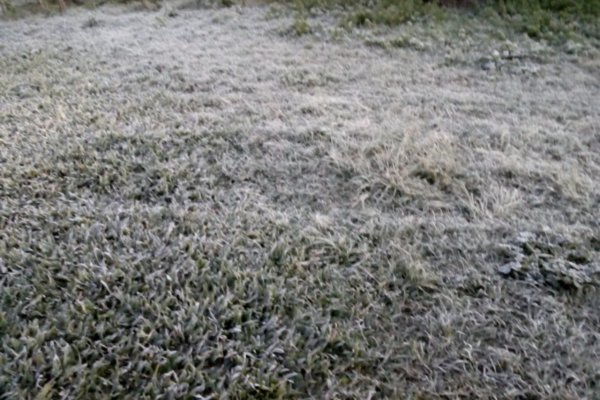 Alerta en Corrientes por la temporada de heladas