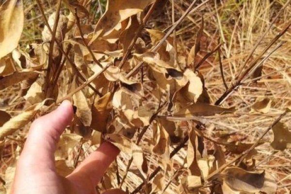 Ratifican que faltará yerba mate y que habrá que importarla