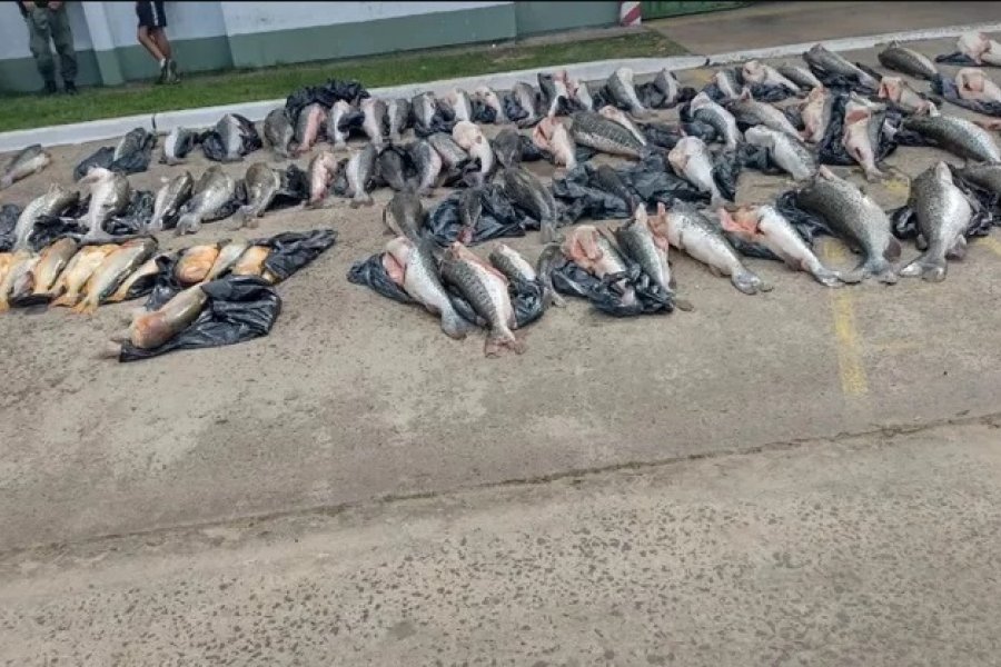 Corrientes: llevaba más de 1.000 kilos de pescado escondidos en un camión