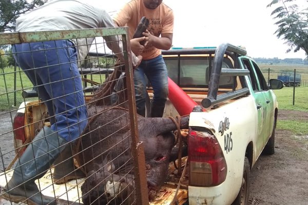 Demoran a un hombre y secuestran un animal bovino recientemente faenado