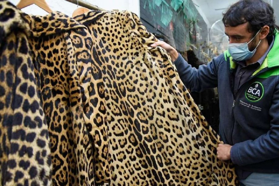 Allanaron un local de ropas que vendía abrigos hechos con piel de yaguareté