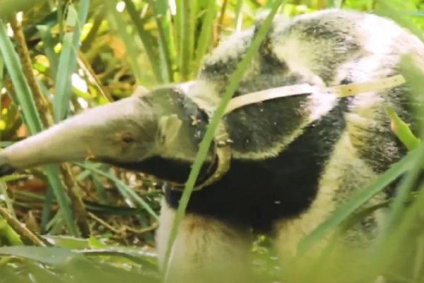 Liberaron a un oso hormiguero que fue rescatado de los incendios en Corrientes