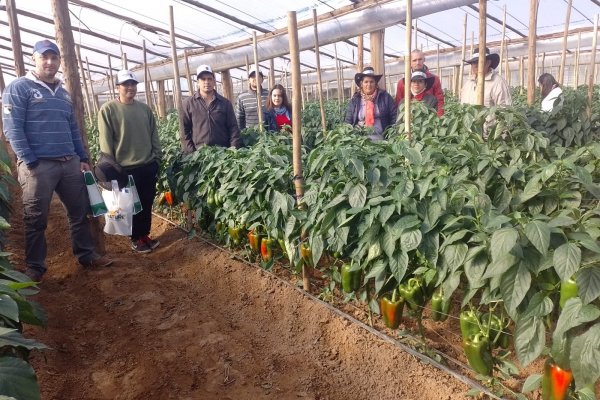 Productores de los Parques Hortícolas reciben charla de cultivo de pimiento