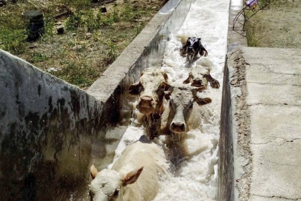Buscan preservar principios activos en dos garrapaticidas usados en baños de inmersión para bovinos