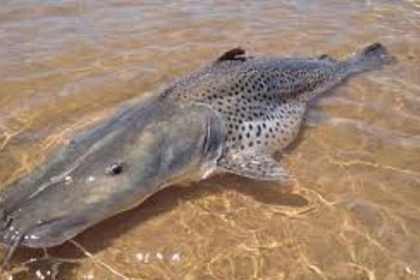 Pescaron un enorme surubí en el Río Paraná de 65 kilos y midió 1,65 metros