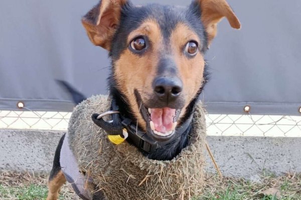 Liberaron a Coco: el perro que quedó demorado en Ezeiza