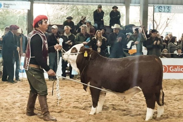 El Mundial de Braford destaca genética y calidad de la ganadería de la provincia