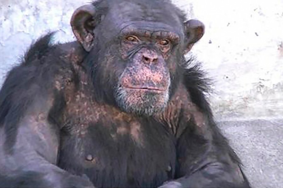 Presentaron un habeas corpus para la liberación de un chimpancé alojado en un zoológico