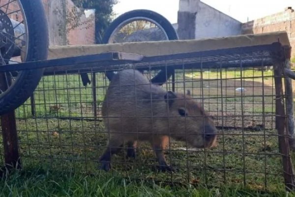 Insólito: Joven se robó un carpincho de una reserva natural en Mar del Plata