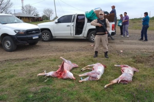 Decomisaron carne de ciervo que era trasladada en una camioneta cerca de Curuzú