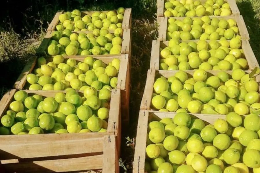 En Corrientes ya tiran limones por la falta de gasoil y se perderán 25.000 toneladas