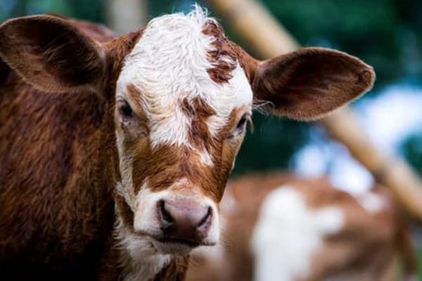 Robaron un ternero con rabia, lo faenaron y vendieron la carne: todo un pueblo está en alerta