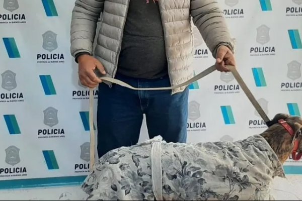 Rescatan a 11 perros víctimas de las carreras ilegales de galgos en Mar del Plata