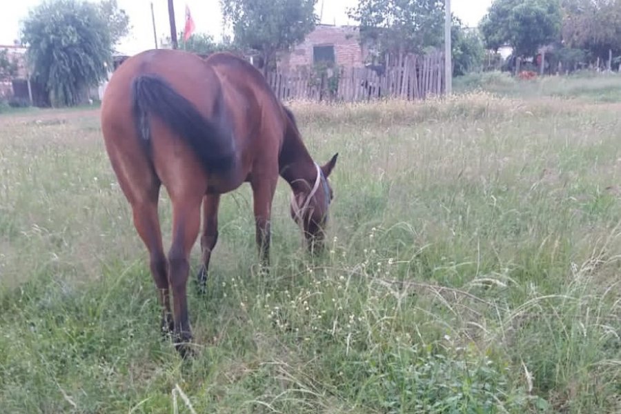 Cazadores Correntinos: Un hombre murió tras recibir una patada de un caballo