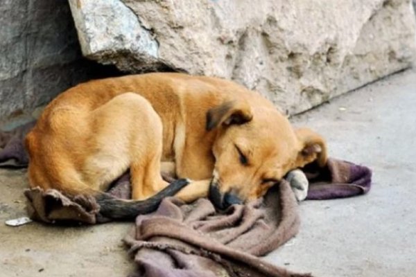 Frío intenso: Buscan donaciones para abrigar a perros callejeros