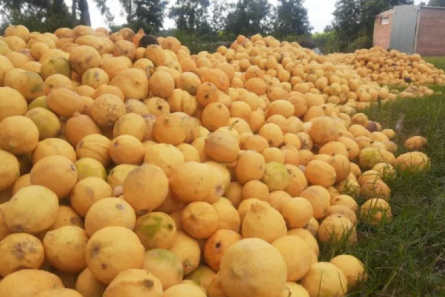 Sigue el descarte de limones en Corrientes