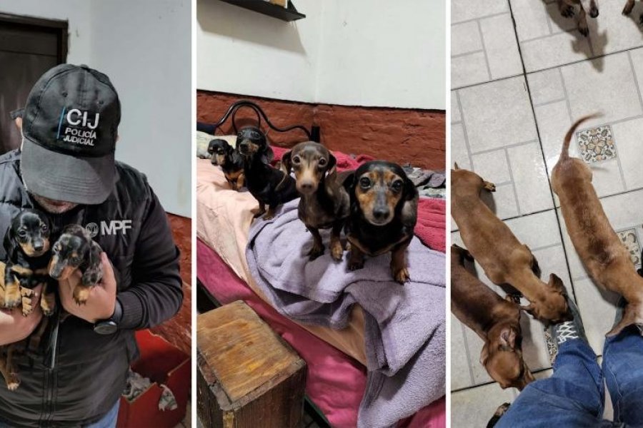 Más de 50 perros fueron rescatados de un criadero ilegal de Caballito