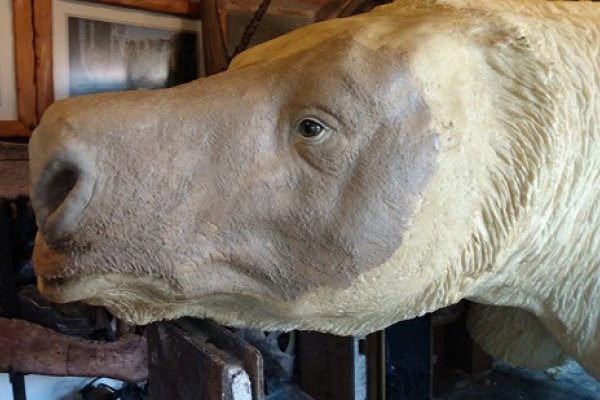 El Museo de Ciencias Naturales sumará réplicas de los mamíferos que habitaron Toropí
