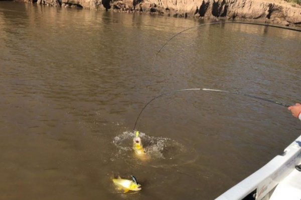 Pese a la recuperación del caudal se requiere un manejo precautorio del recurso íctico en el río Paraná