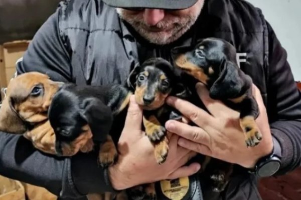 Récord de solicitudes para adoptar a los perros salchichas