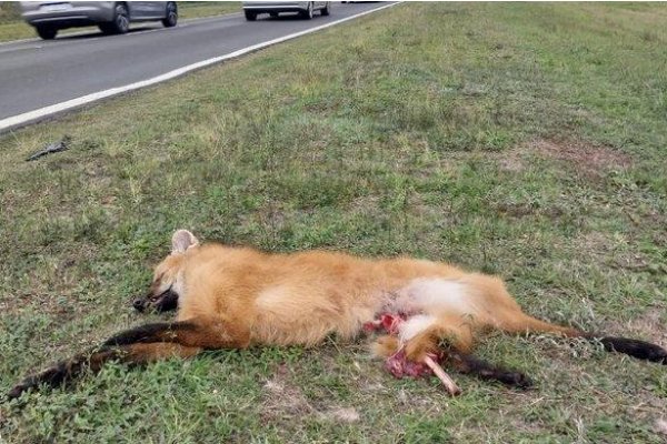 Atropellaron y mataron a un aguará guazú en una ruta de Corrientes