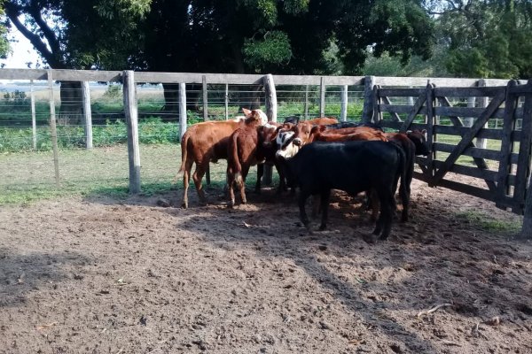 Detuvieron a un sujeto que había robado ganado en el interior de Corrientes