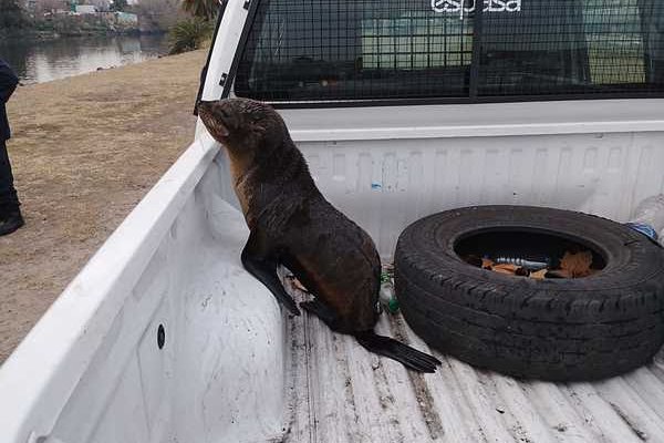 Se rescató un lobo marino perdido en el Riachuelo