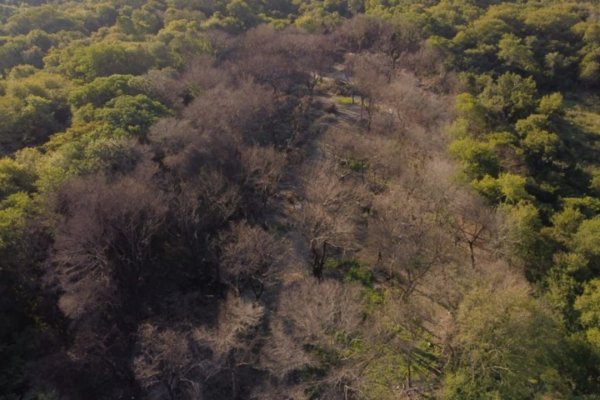 Un grupo de vecinos reclaman informes por desmontes que se concretaron en Corrientes