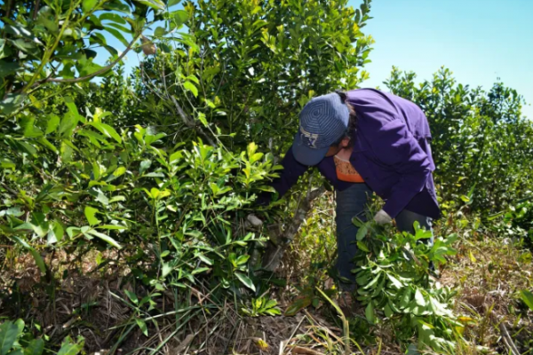 Yerbateros apelan a la tradición para salvar a sus plantaciones de la seca