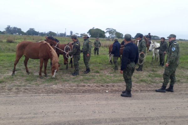 Recuperaron varios animales equinos que fueron sustraídos de un establecimiento rural.