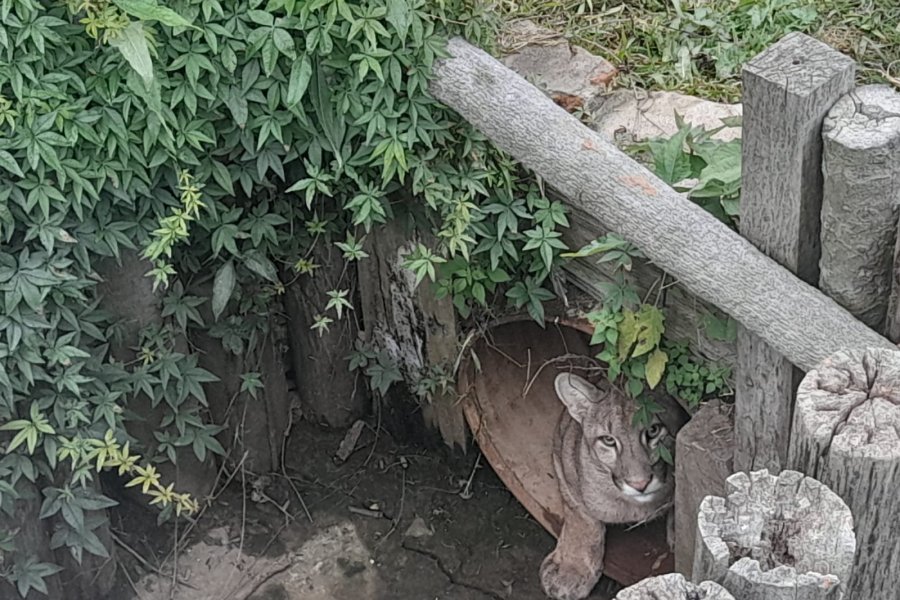 Un puma apareció en una cabaña a metros de la zona urbana de Goya