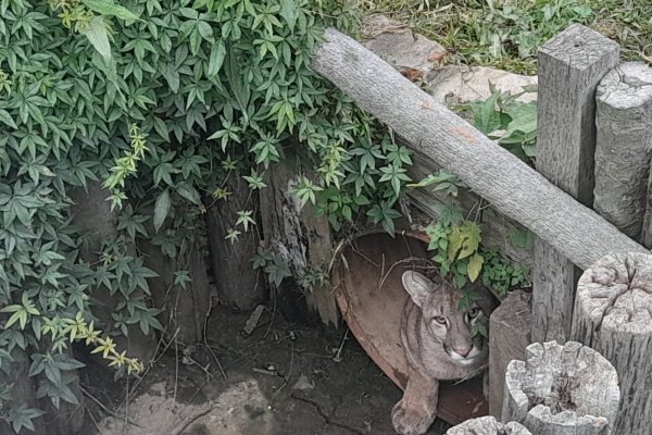 Un puma apareció en una cabaña a metros de la zona urbana de Goya