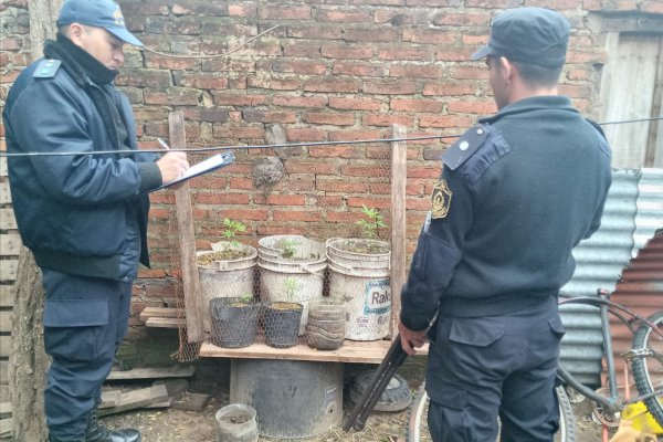 Secuestraron plantines de marihuana en Itatí