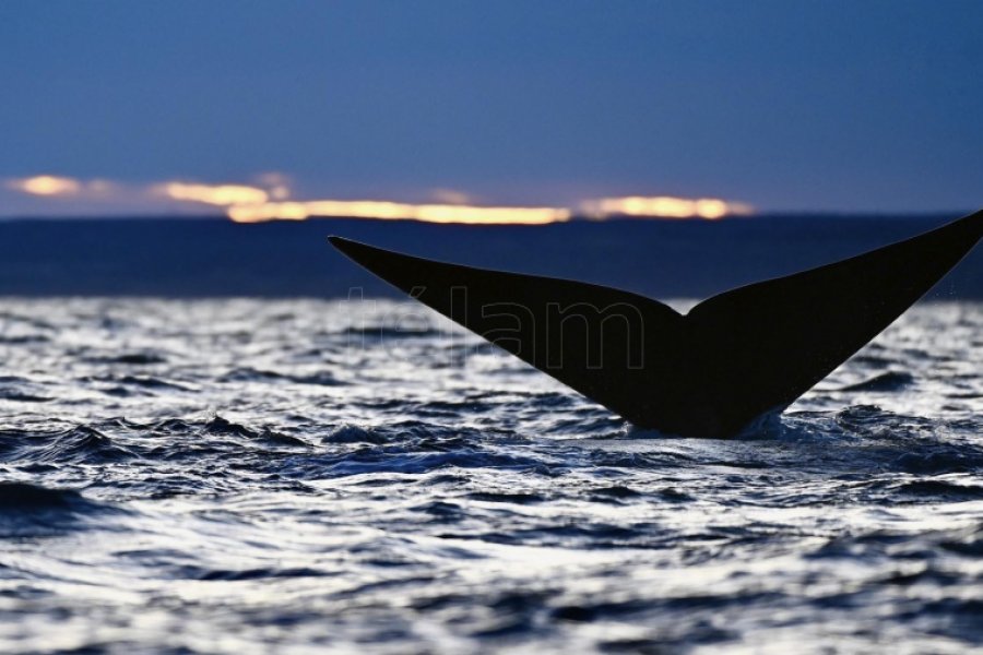 Un velero embistió intencionalmente a una ballena y buscan a sus ocupantes