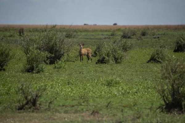 Corrientes: El increíble renacer de los Esteros del Iberá tras los incendios