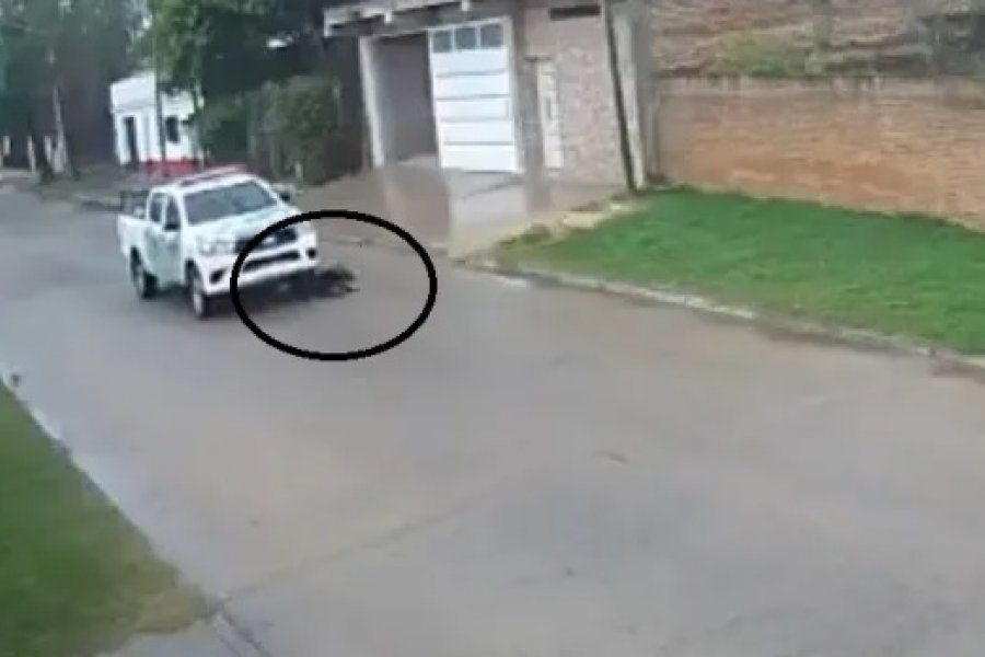 VIDEO| Un patrullero de la Policía de Corrientes atropelló y abandonó a un perro