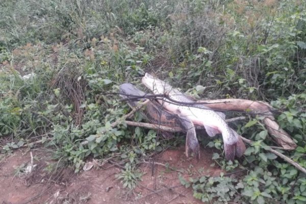 Corrientes: Tiran surubíes en la costa para evitar ser controlados