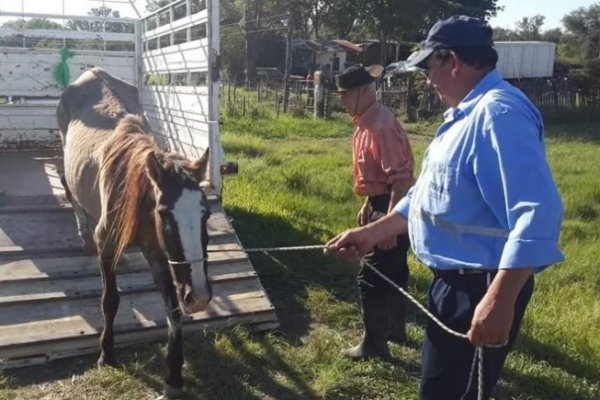 Los caballos no podrán andar sueltos por la calle