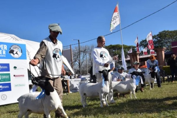 Primera Nacional Dorper en la Exposición de Razas