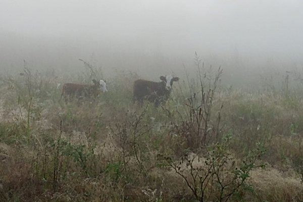 Secuestraron dos animales vacunos que andaban deambulando en la vía pública