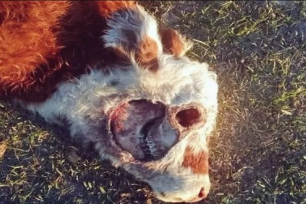 Misterio por un animal que apareció mutilado en un campo de Corrientes