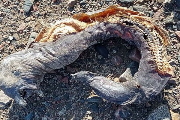 Una mujer encontró una misteriosa criatura en una playa, con dos mandíbulas y sin ojos