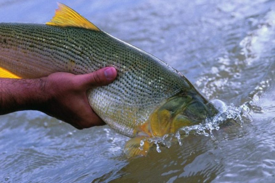 Corrientes vuelve a prohibir la pesca de dorados y surubíes e imponen veda extraordinaria