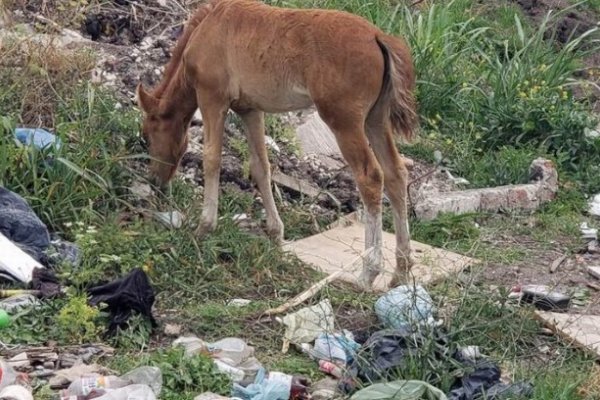 Caballos sueltos: Buscan una solución integral