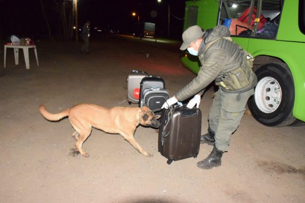 Can antinarcóticos detectó más de 50 kilos de marihuana en Corrientes