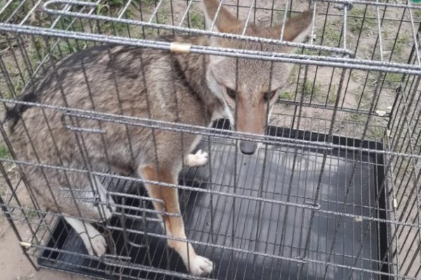 Corrientes: Rescataron un zorrito que apareció en el patio de una casa