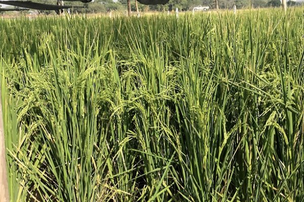 Arroz: Estudiarán el tallo de la planta para conocer motivos en la caída del rendimiento ocasionadas por el vuelco