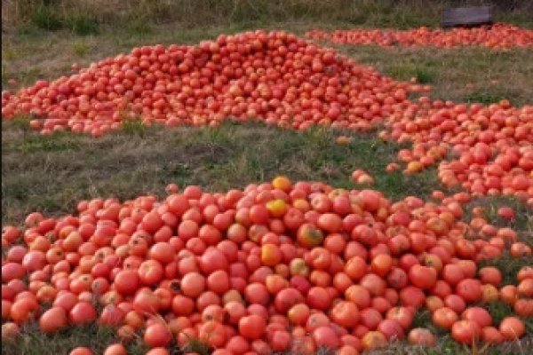 Productores tiran toneladas de tomates en Corrientes
